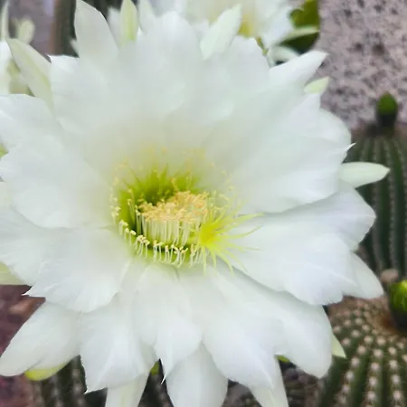 Horská chata Daita 1