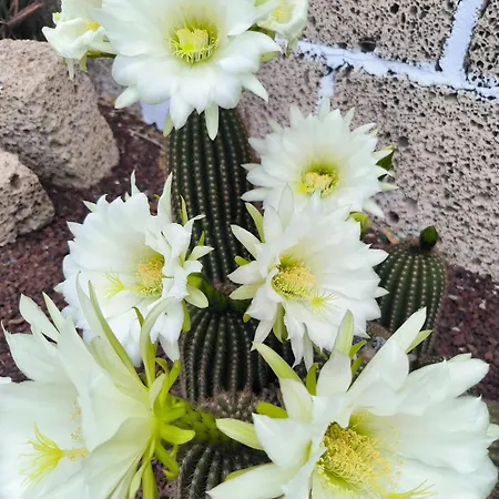 Horská chata Daita 1 *