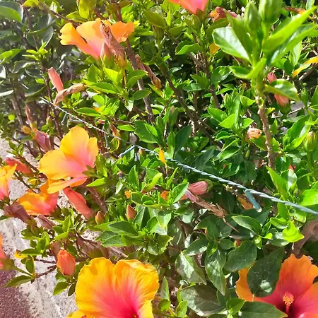 בקתה Daita 1 גרנדילה דה אבונה