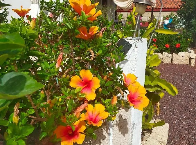 Daita 1 غراناديا دي أبونا