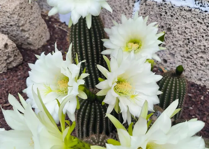 シャレー Daita 1 *